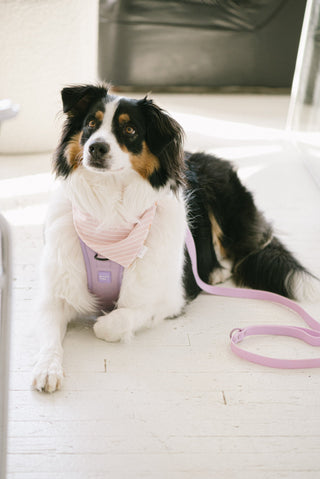 Peachy Dogs Lilac Classic 2.0 Dog Harness | Henlo Pets