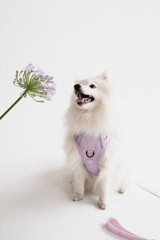 Peachy Dogs Lilac Classic 2.0 Dog Harness | Henlo Pets