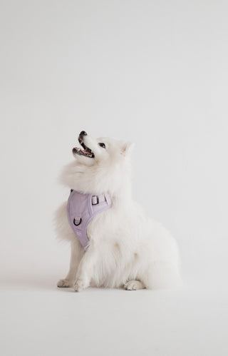 Peachy Dogs Lilac Classic 2.0 Dog Harness | Henlo Pets