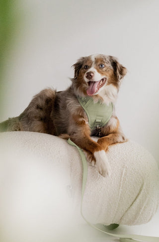 Peachy Dogs Matcha Classic 2.0 Dog Harness | Henlo Pets