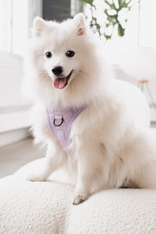 Peachy Dogs Lilac Classic 2.0 Dog Harness | Henlo Pets