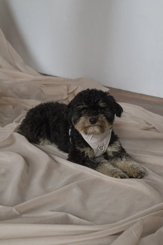 Peachy Dogs Oat Milk Classic 2.0 Dog Harness | Henlo Pets