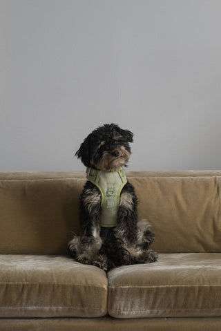 Peachy Dogs Matcha Classic 2.0 Dog Harness | Henlo Pets