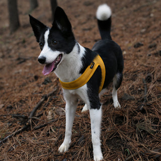 Charlie's Backyard Town Cordura Harness Yellow | Henlo Pets
