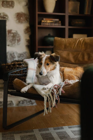 Peachy Dogs Oat Milk Classic 2.0 Dog Harness | Henlo Pets