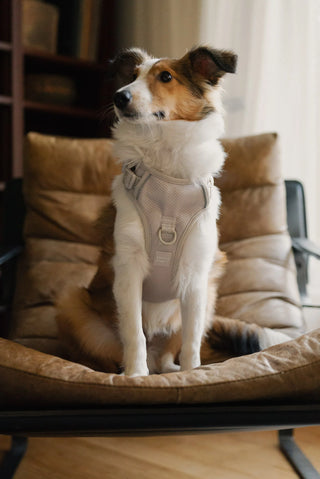 Peachy Dogs Oat Milk Classic 2.0 Dog Harness | Henlo Pets