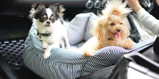 Radica Portable 2-in-1 Safety Travel Car Seat Bed | Henlo Pets
