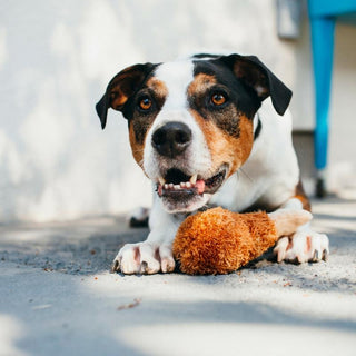P.L.A.Y. American Classic Plush Dog Toy Collection | Henlo Pets