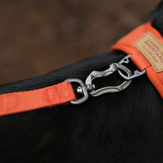 Charlie's Backyard Town Cordura Leash Orange | Henlo Pets