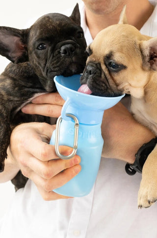Springer Pets Mini Dog Travel Water Bottle | Henlo Pets