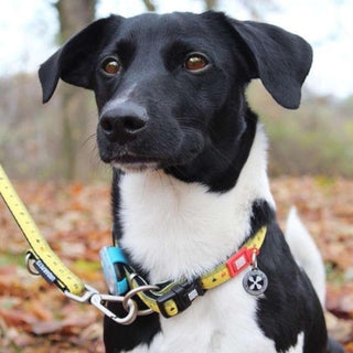 Max & Molly Ruler Smart ID Dog Collar | Henlo Pets