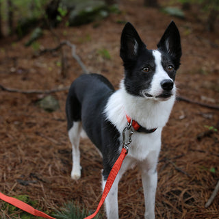 Charlie's Backyard Town Cordura Leash Orange | Henlo Pets