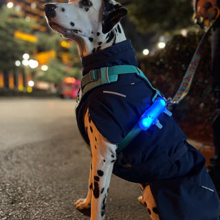 Laroo Crocodile Blinker LED Safety Band - Blue | Henlo Pets