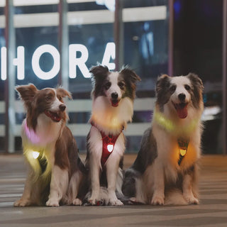Laroo Nut Blinker LED Safety Light - Green | Henlo Pets