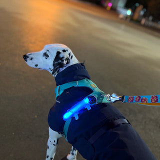 Laroo Crocodile Blinker LED Safety Band - Blue | Henlo Pets