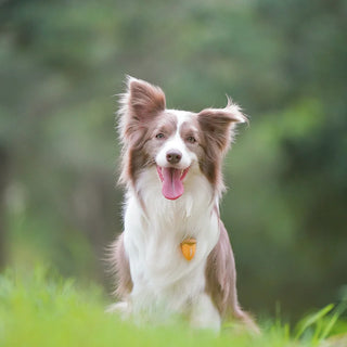 Laroo Nut Blinker LED Safety Light - Brown | Henlo Pets