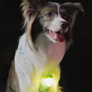 Laroo Nut Blinker LED Safety Light - Green | Henlo Pets