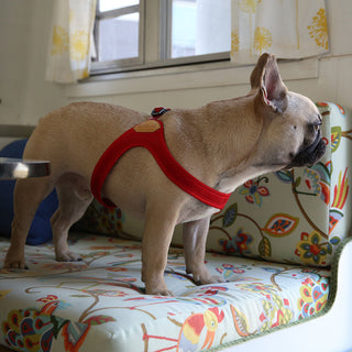 Charlie's Backyard Buckle Up Easy Harness Red | Henlo Pets