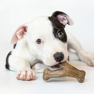 Benebone Bacon Puppy Wishbone Durable Dog Chew Toy | Henlo Pets