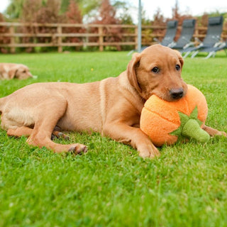 P.L.A.Y. Garden Fresh Plush Dog Toy Collection | Henlo Pets