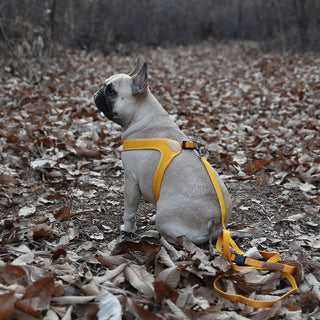 Charlie's Backyard Buckle Up Easy Harness Yellow | Henlo Pets