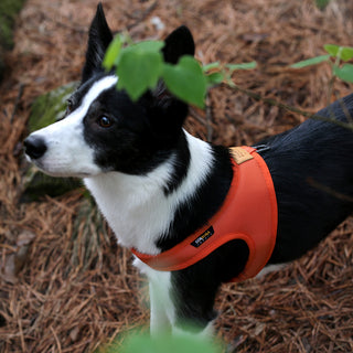 Charlie's Backyard Town Cordura Harness Orange | Henlo Pets