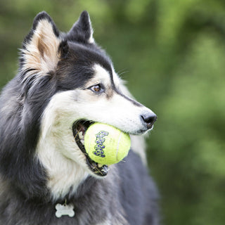 KONG AirDog Squeaker Ball with Rope Dog Toy | Henlo Pets