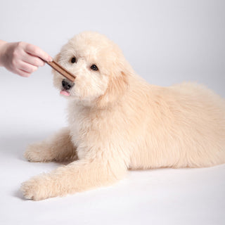 Bell & Bone Salmon and Carrot Puppy Dental Chews | Henlo Pets
