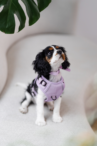 Peachy Dogs Lilac Classic 2.0 Dog Harness | Henlo Pets
