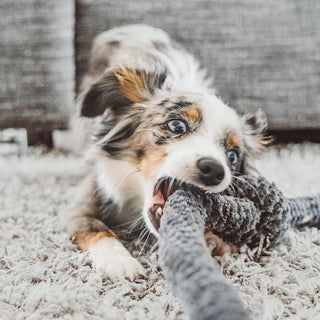 Lambwolf Collective NOU NOU NOU Multicolour Dog Toy | Henlo Pets