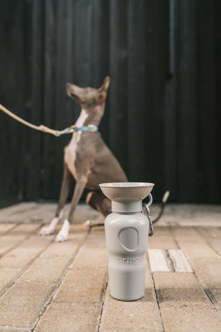 Springer Pets Classic Dog Travel Water Bottle | Henlo Pets