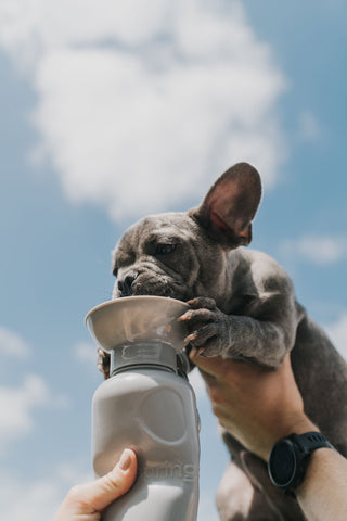 Springer Pets Classic Dog Travel Water Bottle | Henlo Pets