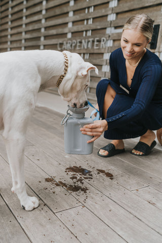 Springer Pets Growler Dog Travel Water Bottle | Henlo Pets