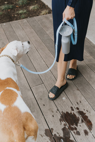 Springer Pets Growler Dog Travel Water Bottle | Henlo Pets