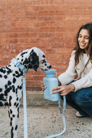 Springer Pets Growler Dog Travel Water Bottle | Henlo Pets