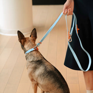 Approved by Fritz Baby Blue Orange | Henlo Pets