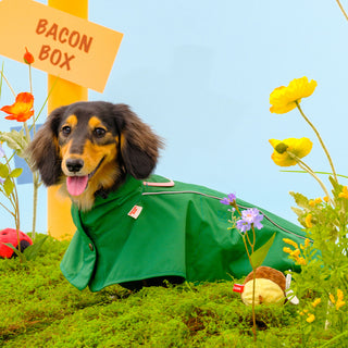 Bacon Easy Wear Raincoat 2 | Henlo Pets