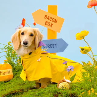 Bacon Easy Wear Raincoat 2 | Henlo Pets