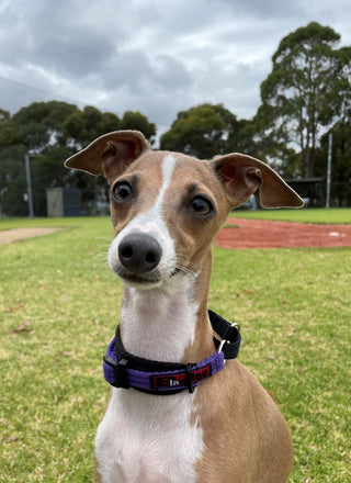 Black Dog Wear - Italian Greyhound Martingale Collar | Henlo Pets