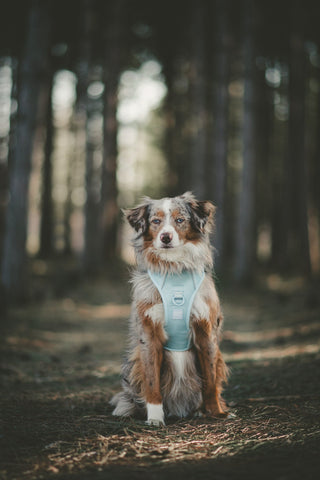 Peachy Dogs Cloud Classic 2.0 Dog Harness | Henlo Pets