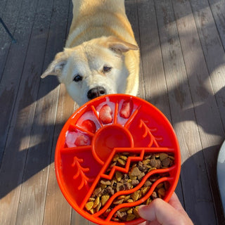 SodaPup Outdoor eBowl Slow Feeder | Henlo Pets