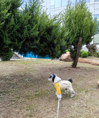Blueport Reflective Raincoat with Pocket | Henlo Pets