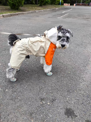 Blueport Reflective Raincoat with Pocket | Henlo Pets