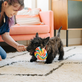 P.L.A.Y. Snack Attack Plush Dog Toy Collection | Henlo Pets