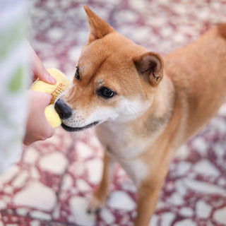 Woof² Buttered Pineapple Bun Nose-work Soft Plush Dog Toy | Henlo Pets