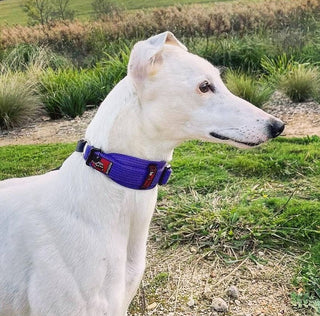 Black Dog Wear - Sighthound Martingale Collar | Henlo Pets