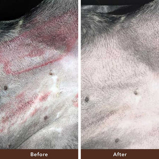 Natural Dog Company Skin Soother Tin | Henlo Pets