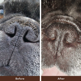 Natural Dog Company Snout Soother Tin | Henlo Pets