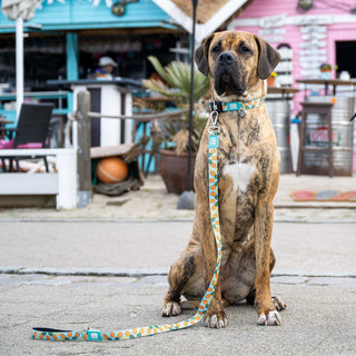 Max & Molly Sweet Pineapple Smart ID Dog Collar | Henlo Pets