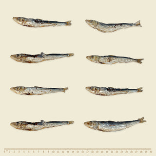 Wildkind Southern Ocean Air Dried Pilchards | Henlo Pets